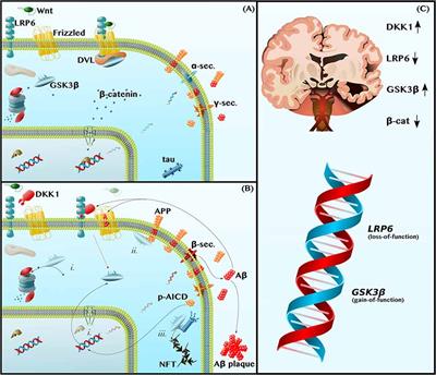 Multi-Loop Model of Alzheimer Disease: An Integrated Perspective on the Wnt/GSK3β, α-Synuclein, and Type 3 Diabetes Hypotheses